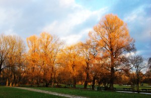 English Garden Winter Sun shining on the Trees