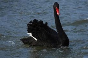 BlackSwan