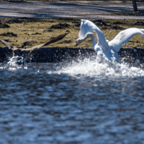 Lent 2020 – Lent 2021 Corona-virus in the Rear&nbsp;Mirror